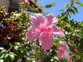 Pension Hibiscus